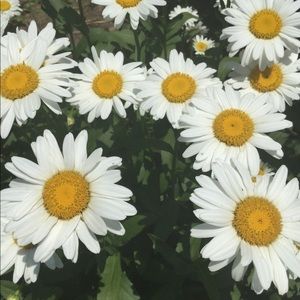 Meet your Posher, Avery